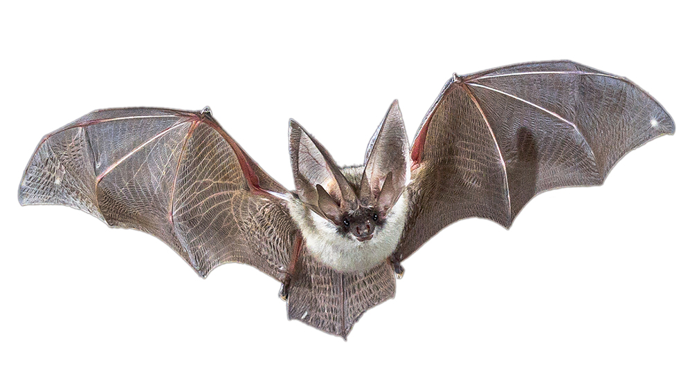 How Did the Bat Get Its Wings?
